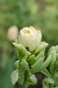 Double tulip Brooklyn 스톡 사진