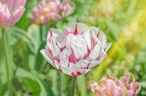 Double tulip Carneval de Nice 스톡 사진