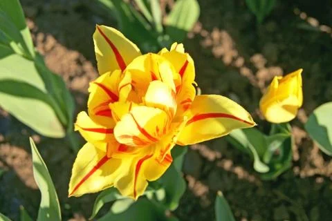 Double tulip Stock Photos