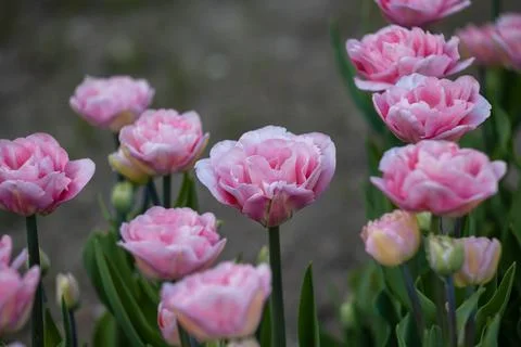 Double tulips Stock Photos