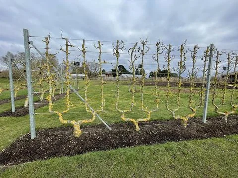 Double U Cordon Espalier Fruit Tree - Traditional Training System Stock Photos