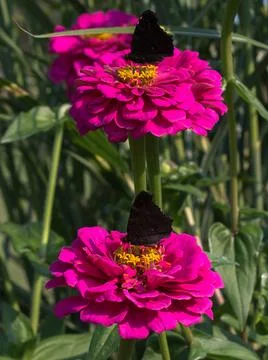 Double view of flower with butterfly Foto stock