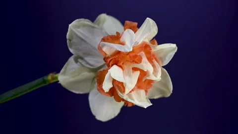 Double White And Orange Narcissus Flower On a purple Background Stock Footage 332388929