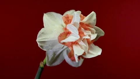 Double White And Orange Narcissus Flower On Brown Background Stock Footage 332389007
