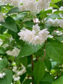 Double White Mock Orange Flowers Blooming on Green Branches Stock Photos