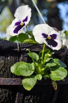 Double white pansy Stock Photos