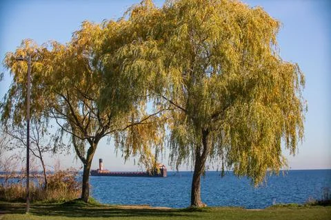 Double willow Stock Photos