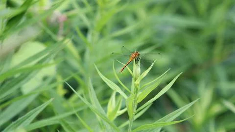 Double Winged Dragonfly 库存照片