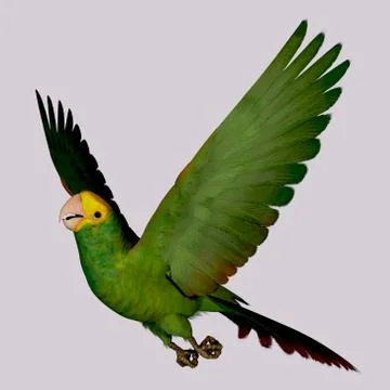 Double yellow amazon parrot 스톡 일러스트