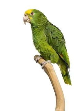 Double Yellow-headed Amazon (6 months old) perched on a branch, isolated on whit Stock Photos