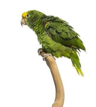 Double Yellow-headed Amazon (6 months old) perched on a branch, isolated on whit Foto stock