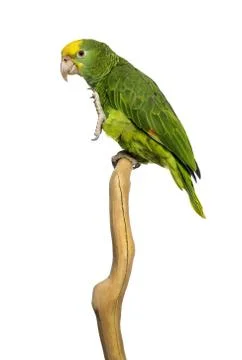 Double Yellow-headed Amazon (6 months old) perched on a branch, isolated on whit Stock Photos