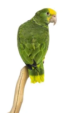 Double Yellow-headed Amazon (6 months old) perched on a branch, isolated on whit Stock Photos