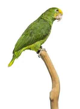 Double Yellow-headed Amazon (6 months old) perched on a branch, isolated on whit Stock Photos