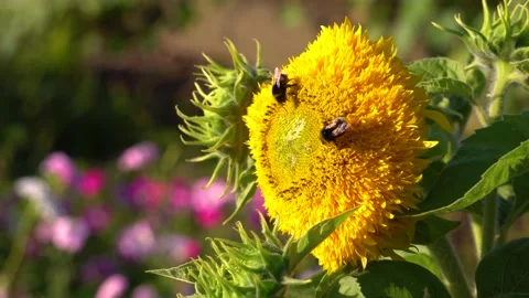 Double yellow sunflower teddy bear blooms in garden. Bumblebees enjoy flowers Stock Footage 160681841