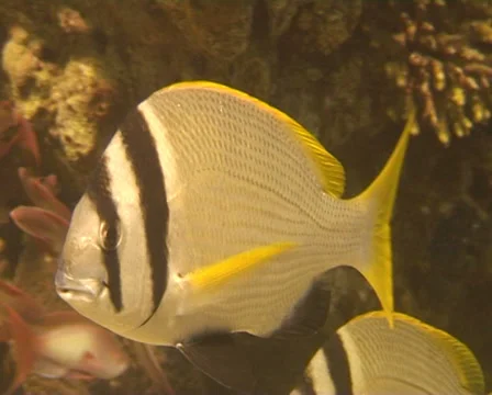 Doublebar bream Stock Footage 30126052