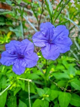 DoubleFlower 库存照片