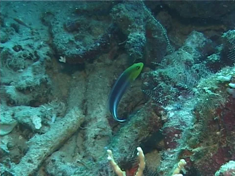 Doublestriped dottyback swimming, Pseudochromis bitaeniatus, UP12062 Stock Footage 38367224