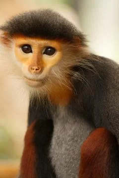 Douc langur monkey pygathrix nemaeus Stock Photos