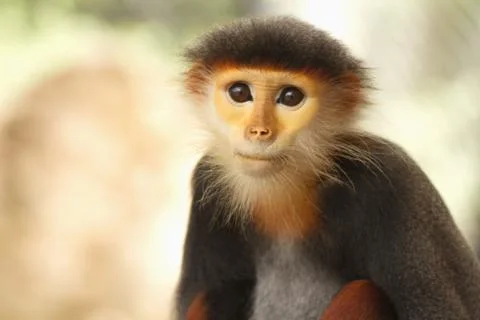 Douc langur monkey pygathrix nemaeus Stock Photos
