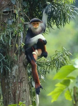 Doucs Douc Langur Pygathrix nemaeus 스톡 사진