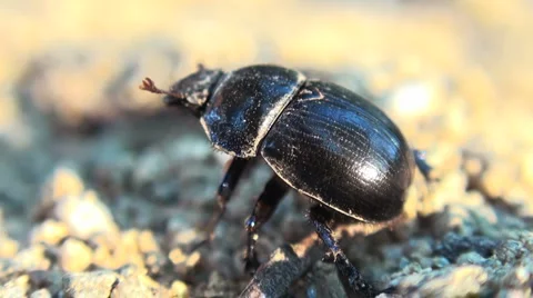 Doug beetle scarab close up Stock Footage