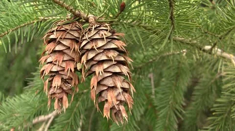 Douglas-fir cones Stock Footage 10818235