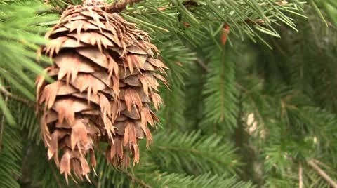 Douglas-fir cones Stock Footage 10827910