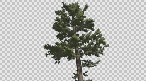 Douglas Fir Tall Thin Tree Winter or Summer Tree is Swaying at The Wind Green Stock Footage 58560132