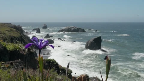 Douglas Iris Bloom on the Rugged Sonoma Coast Stock Footage 319350740