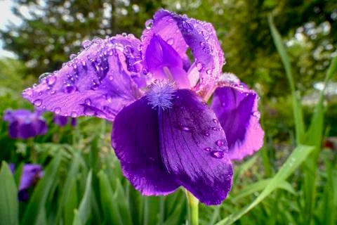 Douglas Iris Stock Photos