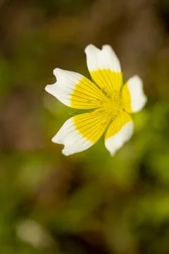 Douglas' Meadowfoam Stock Photos