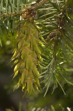 Douglas Stock Photos