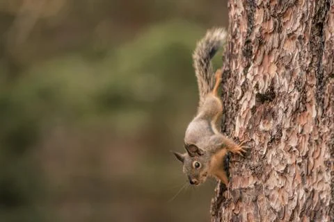 A Douglas Squirrel climbing a tree and looking at the camera Фото