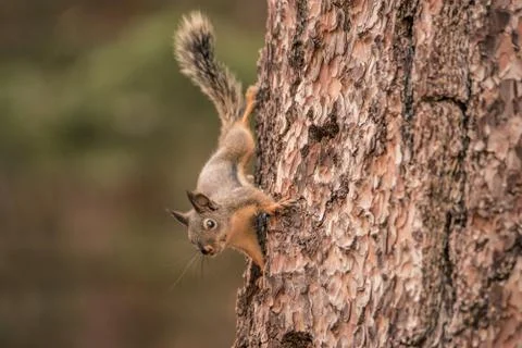 A Douglas Squirrel climbing a tree and looking at the camera Stock Photos