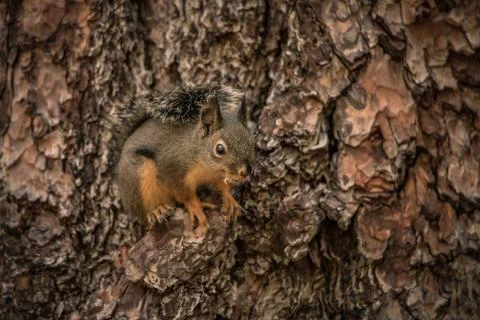 A Douglas Squirrel climbing a tree Stock Photos
