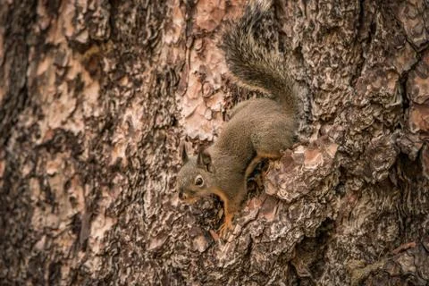 A Douglas Squirrel climbing a tree Stock Photos
