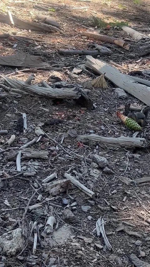 Douglas Squirrel Eating Fresh Pine Cone in Yosemite Forest Stock Footage 339514978