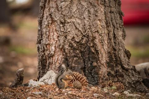 A Douglas Squirrel eating a pinecone on the forest floor Фото
