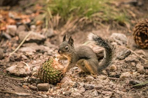 A Douglas Squirrel eating a pinecone on the forest floor Stock Photos