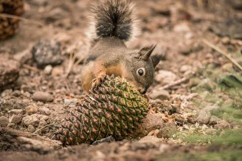 A Douglas Squirrel eating a pinecone on the forest floor Stock Photos
