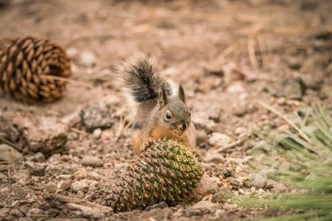 A Douglas Squirrel eating a pinecone on the forest floor Stock Photos