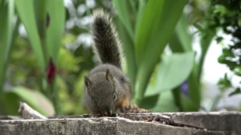 Douglas Squirrel Eats and Leaves Video stock 76289757