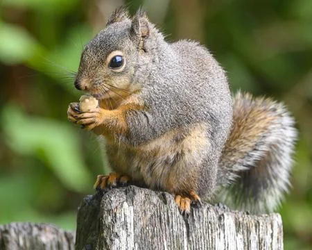 Douglas squirrel enjoying a snack while perched on a wooden post in a lush .. Stock Photos