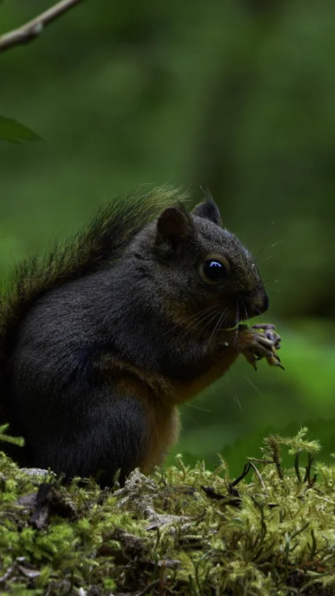 Douglas Squirrel Feeding in Hoh Rain Forest, Washington Stock Footage 341750719
