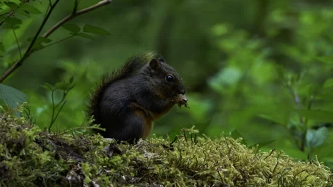 Douglas Squirrel Feeding in Hoh Rain Forest, Washington Stock Footage 342078828