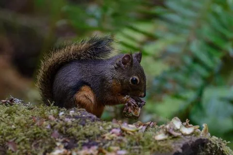 Douglas Squirrel Fotos de archivo