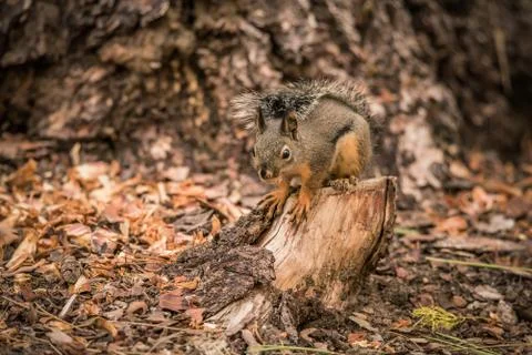 A Douglas Squirrel sitting on a tree stump Stock Photos