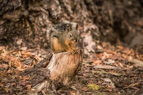 A Douglas Squirrel sitting on a tree stump Stock Photos