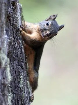 Douglas Squirrel on a Tree Trunk Stock Photos